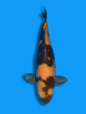 Ki Utsuri kaufen | Koi&Co.